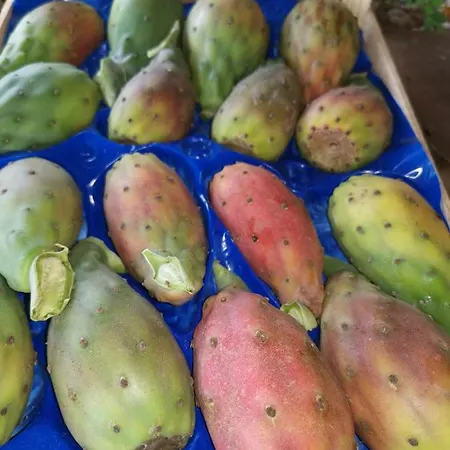 La Fattoria Dei Nonni Venkovský dům Paterno (Sicily)