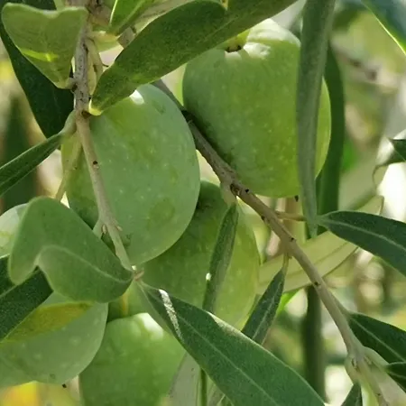 La Fattoria Dei Nonni Casa di campagna Paterno (Sicily)